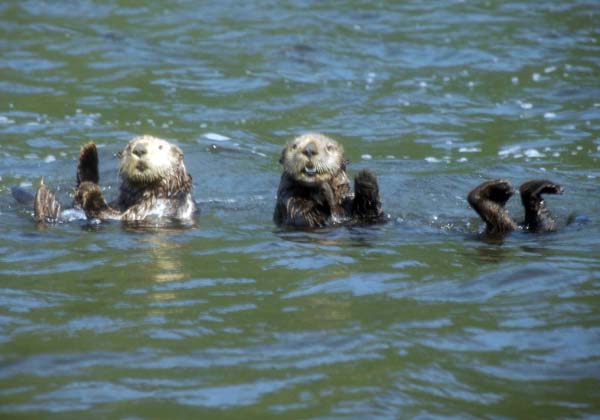 otters