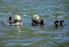 otters